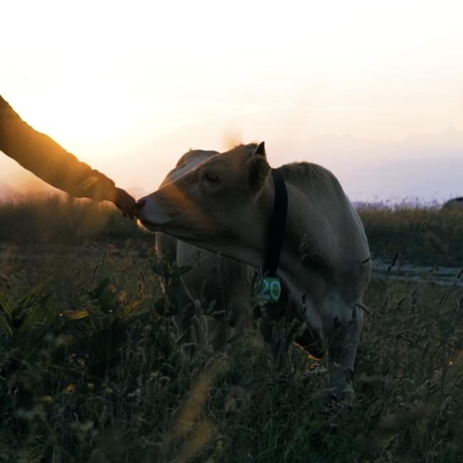Moi le Pastoralisme